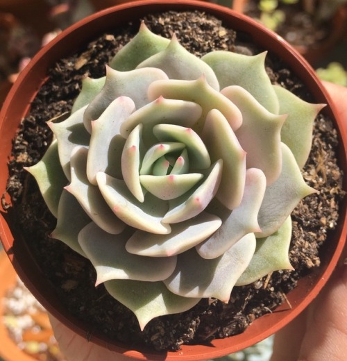 succulents4life - I got my first lola the other day