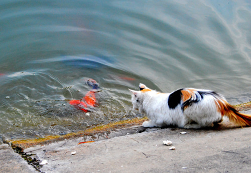 mingsonjia - Talking about cats, this one just got her koi for...
