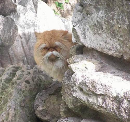 awwww-cute - This cat looks like a gruff old kung fu master...