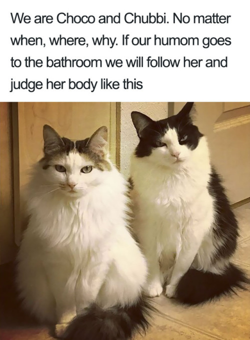 tooiconic:cheetothecat:pr1nceshawn:Bad Cats.OP, you...