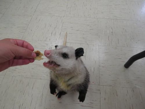 opossummypossum - Percival!