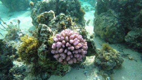Le Japon soupçonne des Chinois de braconner ses coraux - Asie...