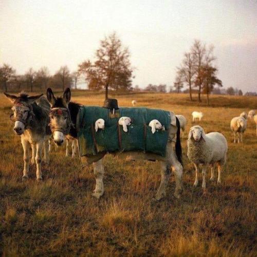 awwww-cute:Mule nannies are used in Italy when grazing animals...
