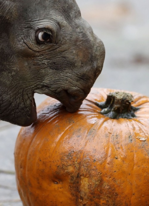 congenitaldisease - A baby rhino with a pumpkin.