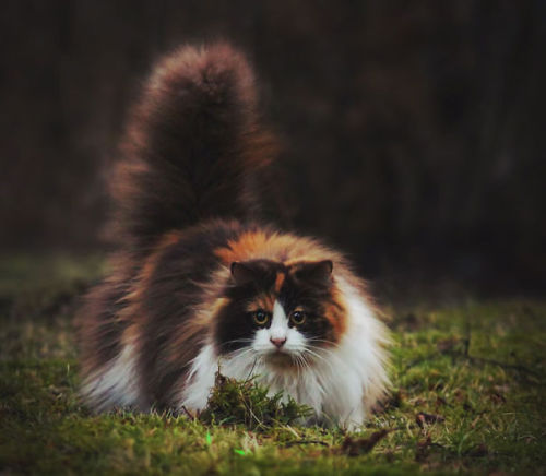 pencandy - boredpanda - 20+ Of The Fluffiest Cats In The...