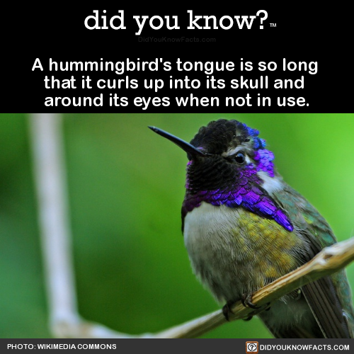 a-hummingbirds-tongue-is-so-long-that-it-curls