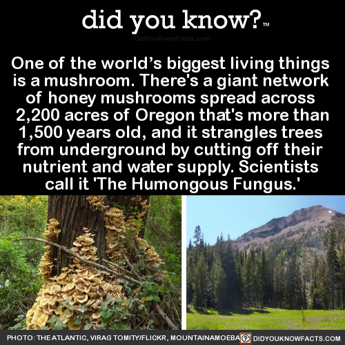 one-of-the-worlds-biggest-living-things-is-a