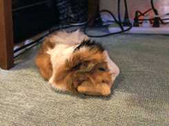 tootricky:sleepy sleepy guinea pig u__u zZZ