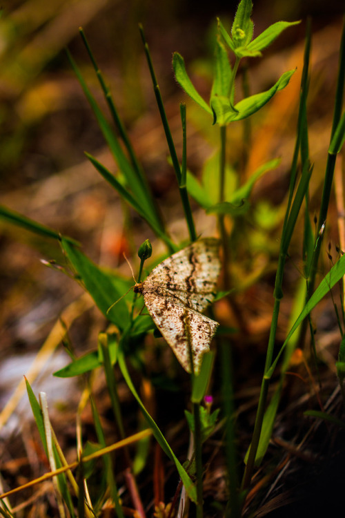 nature-hiking - A moth in the grass - Olympic National Park, WA,...