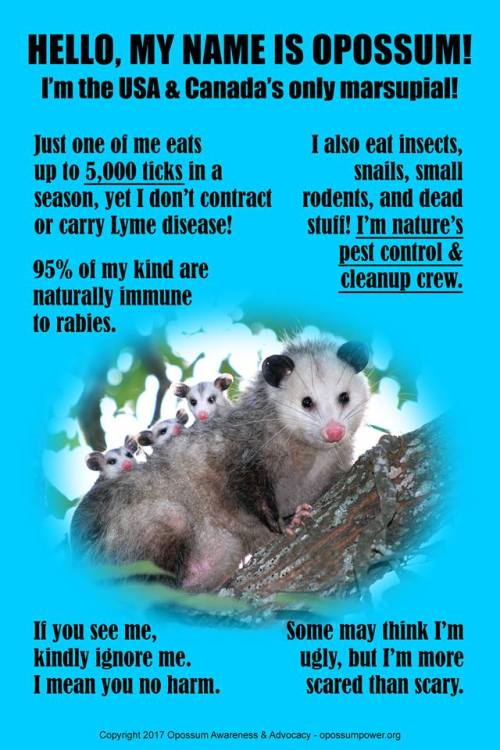catsbeaversandducks - Via Opossum Awareness & Advocacy