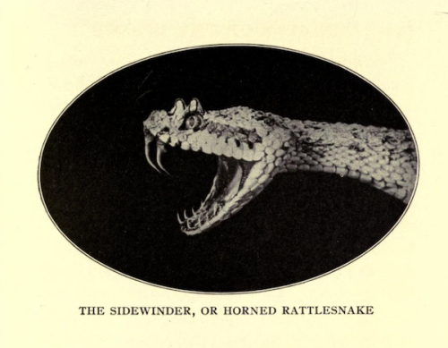 nemfrog:“The sidewinder, or horned rattlesnake.” Denizens of...