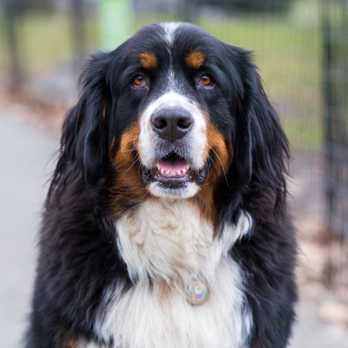 thedogist - Hazel, Bernese Mountain Dog (2 y/o), Central Park,...
