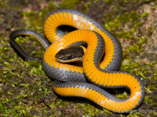 lovingexotics - Ringneck Snake Diadophis punctatus Source - ...