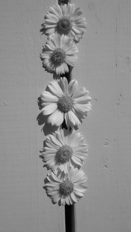 black and white flowers on Tumblr