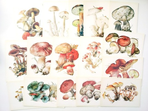 sovietpostcards - Back in stock - ) “Mushrooms”, 16 postcards...
