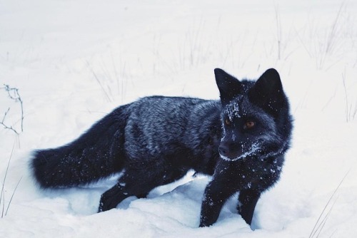 everythingfox - Silver fox in snow