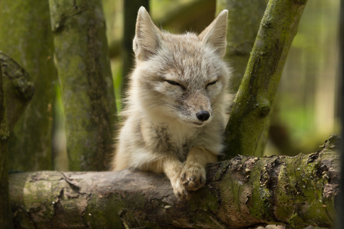 everythingfox - Sleepy Corsac fox