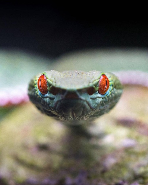 kathifee-world - geographicwild - .Photo by @wildlifejosh Snakes...