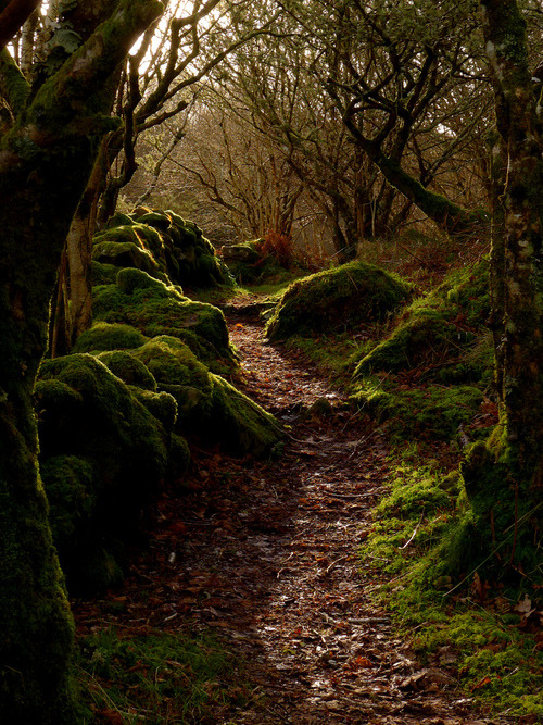 earth-witch - Enchanted Wood, Argyll, Scotland, photo via lvnd