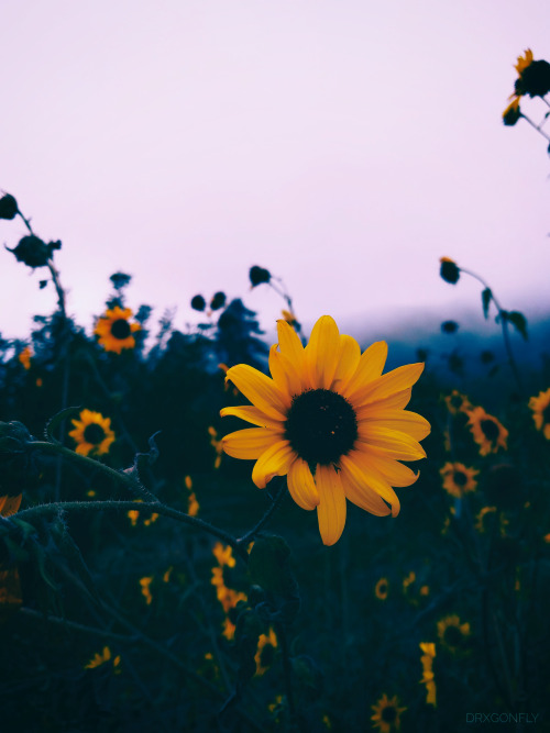 drxgonfly:Sunflowers (by drxgonfly)