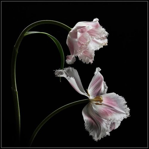 littlelimpstiff14u2 - Some Floral Photography from the...