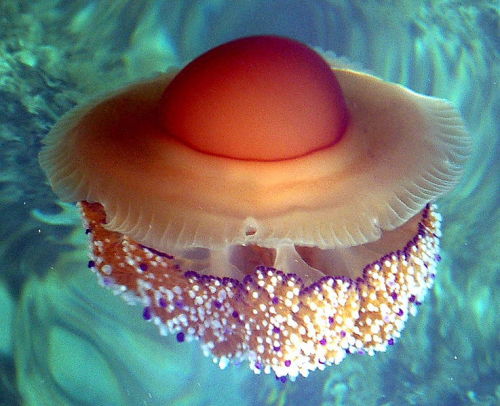 ftcreature:Fried Egg Jellyfish Are Kind of Adorable – &...