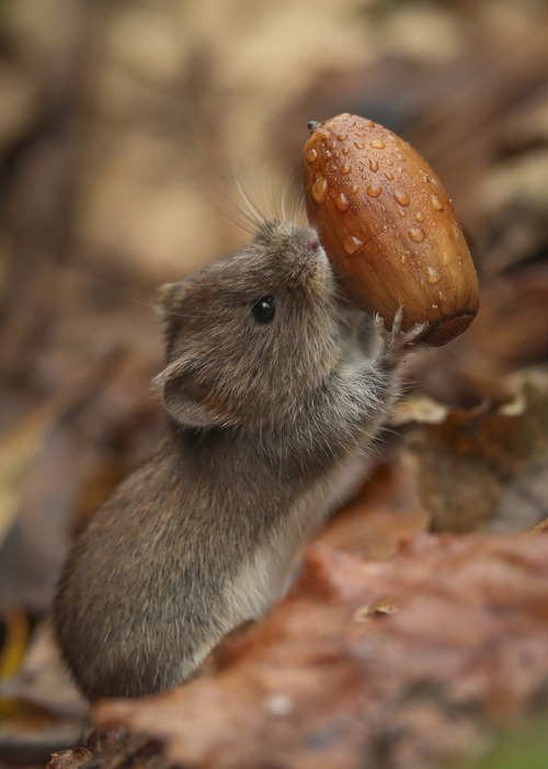 afaerytalelife:Bank Vole in The Forest, byRobert Booth.