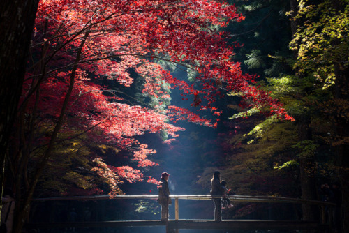 danger -   紅葉 - 小國神社  (Autumn leaves - small country shrine )...