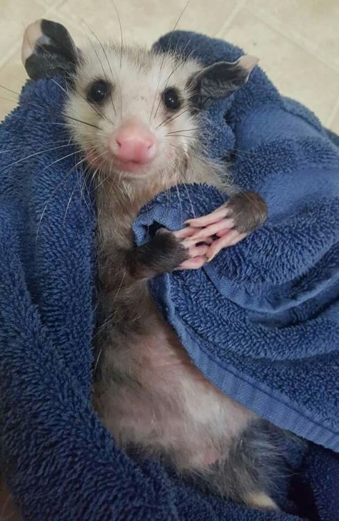 possumoftheday - Today’s Possum of the Day has been brought to you...
