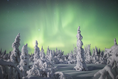 Winter magic. Lapland, Finland.by Tiina Törmänen | web | FB | IG...
