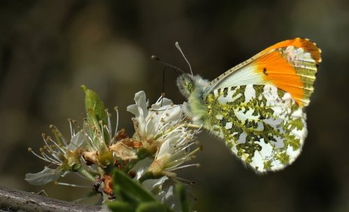 english-idylls - Orange-tip butterfly (Anthocharis cardamines)...