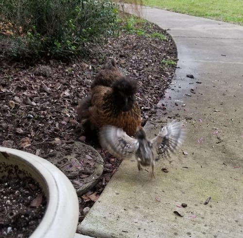 chickenkeeping:she’s running to go hug her mother :) (actually...