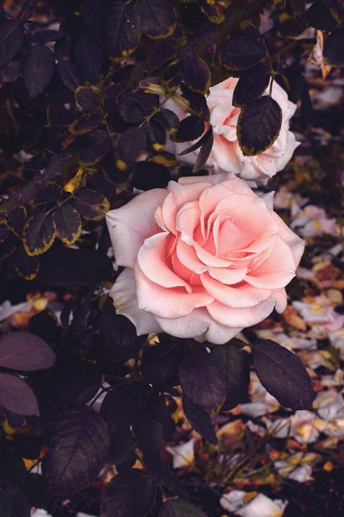leahberman - rose fallinstagram