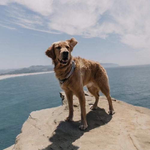 aww-so-pretty:Explore the world with me @mycaninelife