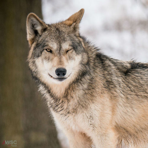 wolfscience:ElaPhoto: Rooobert Bayer