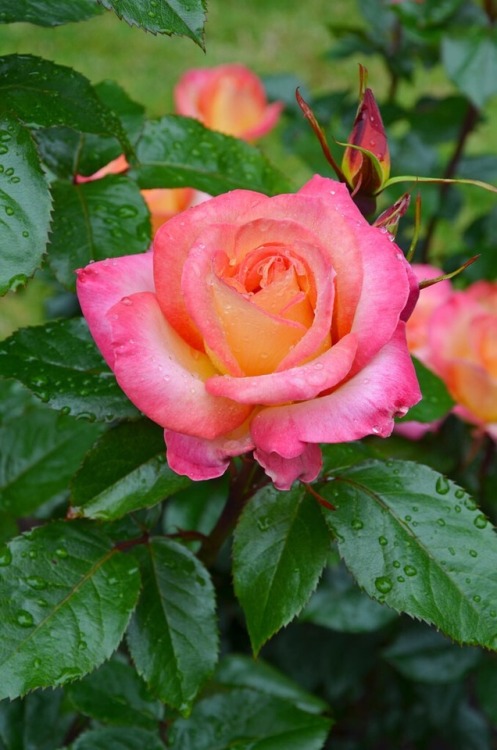 yellowrose543 - Pink rose and raindrops