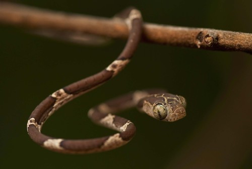Brown Blunt-Headed Tree Snake- Philip Davison