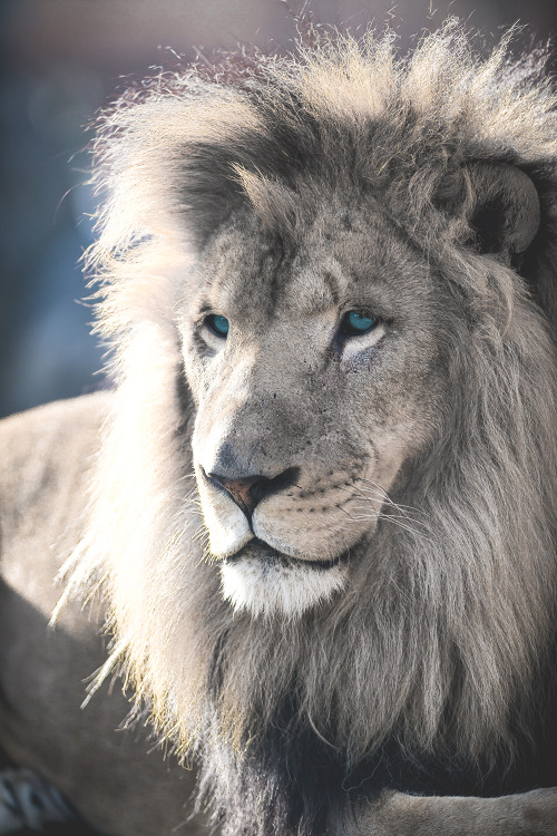 motivationsforlife - Lion Portrait by Eric Kilby // Edited by...