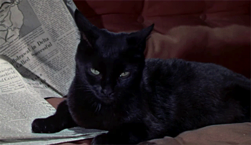 matt-the-blind-cinnamon-roll - persephone-333 - Why You should Adopt a Black Cat..Black Cats aren’