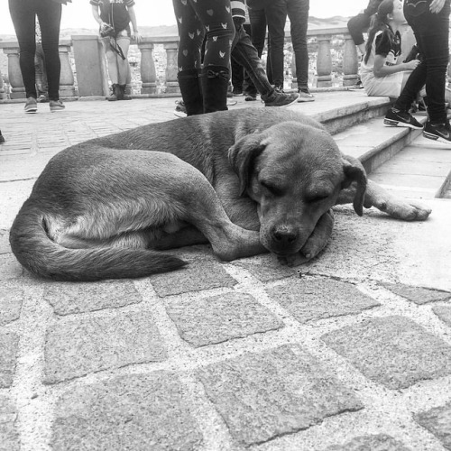 #dog #sleep #photooftheday #pet #blackandwhite #guanajuato...