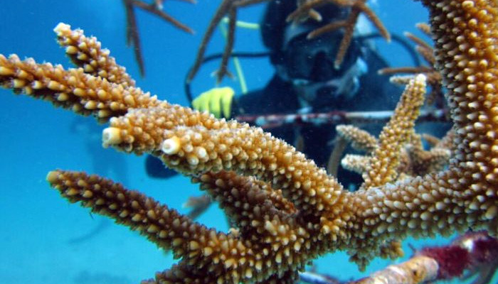 Mercan resifleri ve bir su ürünleri yetiştiriciliği alt dalı olarak
mercan yetiştiriciliği