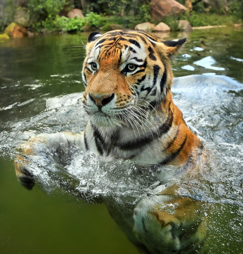 tropic-ae - Tropical“What? Never seen a tiger swimming...
