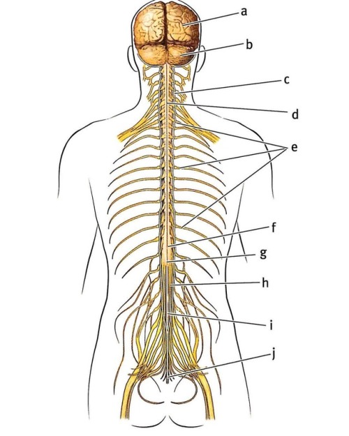 dr-meducal:Spinal cord and spinal nervesA. CerebrumB....