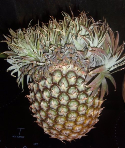 biodiverseed - If a pineapple inflorescence is exposed to...