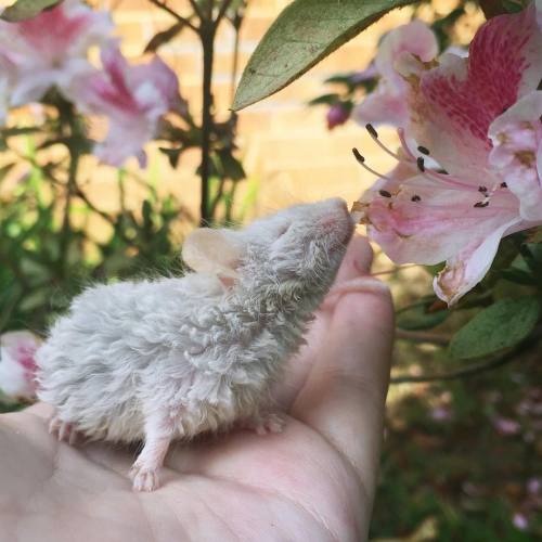 elesianne - to be a small curly-haired white mouse sniffing a...