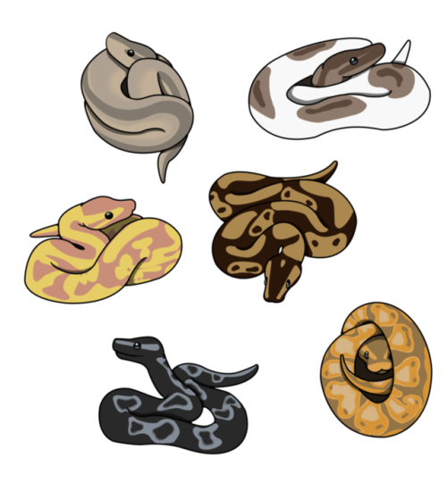 kristindillonart:Some cute little ball pythons