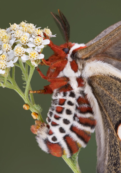 gallusrostromegalus - end0skeletal - Cecropia moth (Hyalophora...