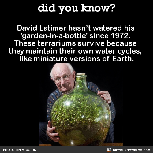 did-you-kno - David Latimer hasn’t watered his...
