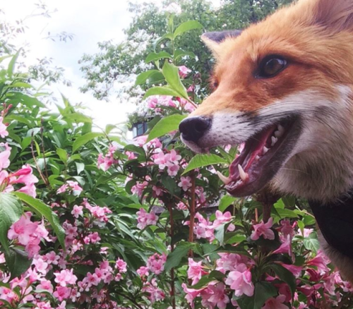 everythingfox:FLOWERS! Holy shit can you believe it!!