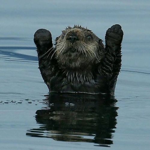 johnnyslittleanimalblog - put yer paws in the air like you just...